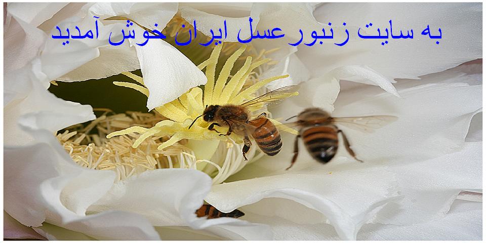 عکس زنبورعسل1